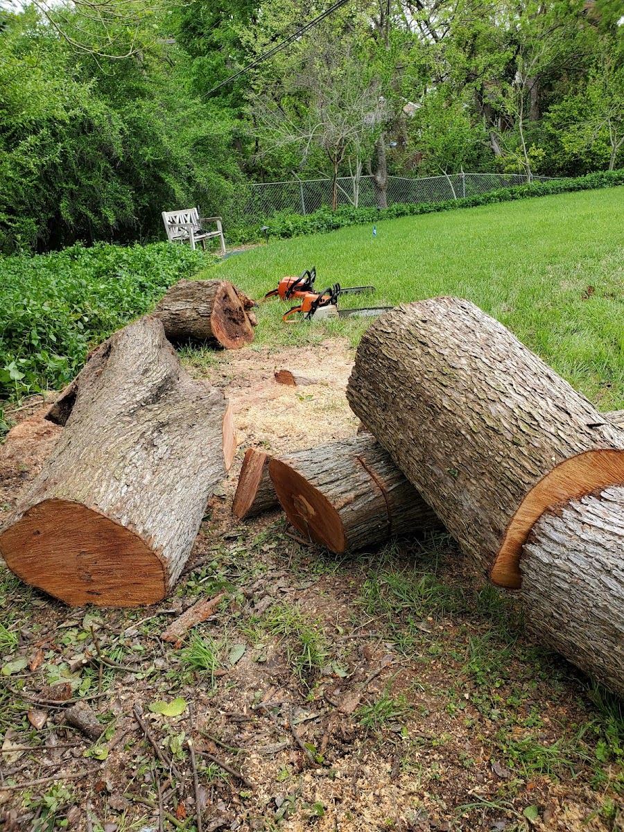 Large hardwood trunk bucked into heavy logs with a chainsaw on a Texas lawn