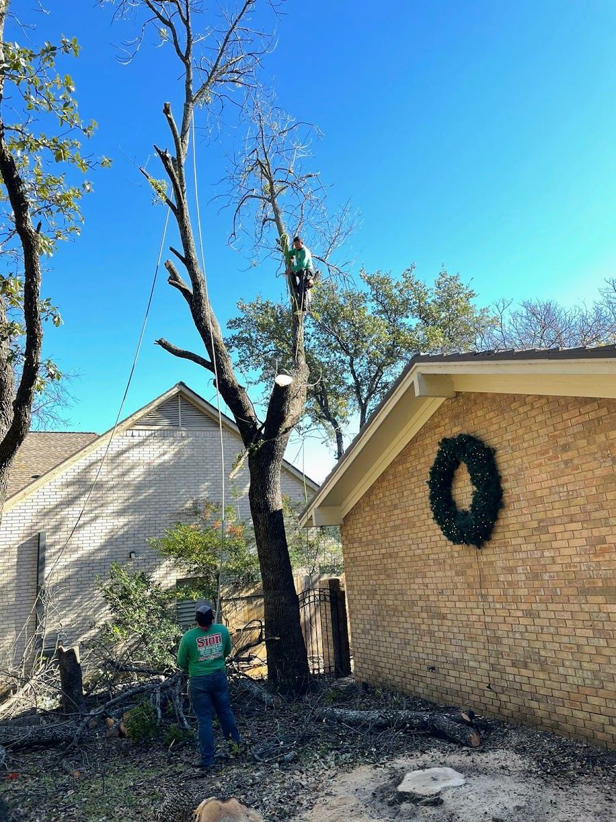 Climber roped high in a bare tree dismantling it beside a Fort Worth brick home
