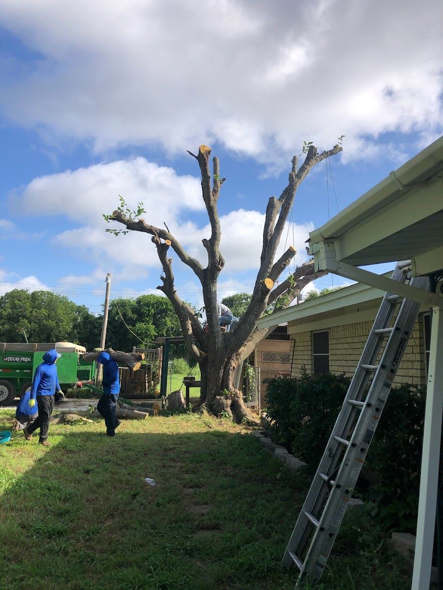Tree service in North Richland Hills, TX by Sion Tree Service