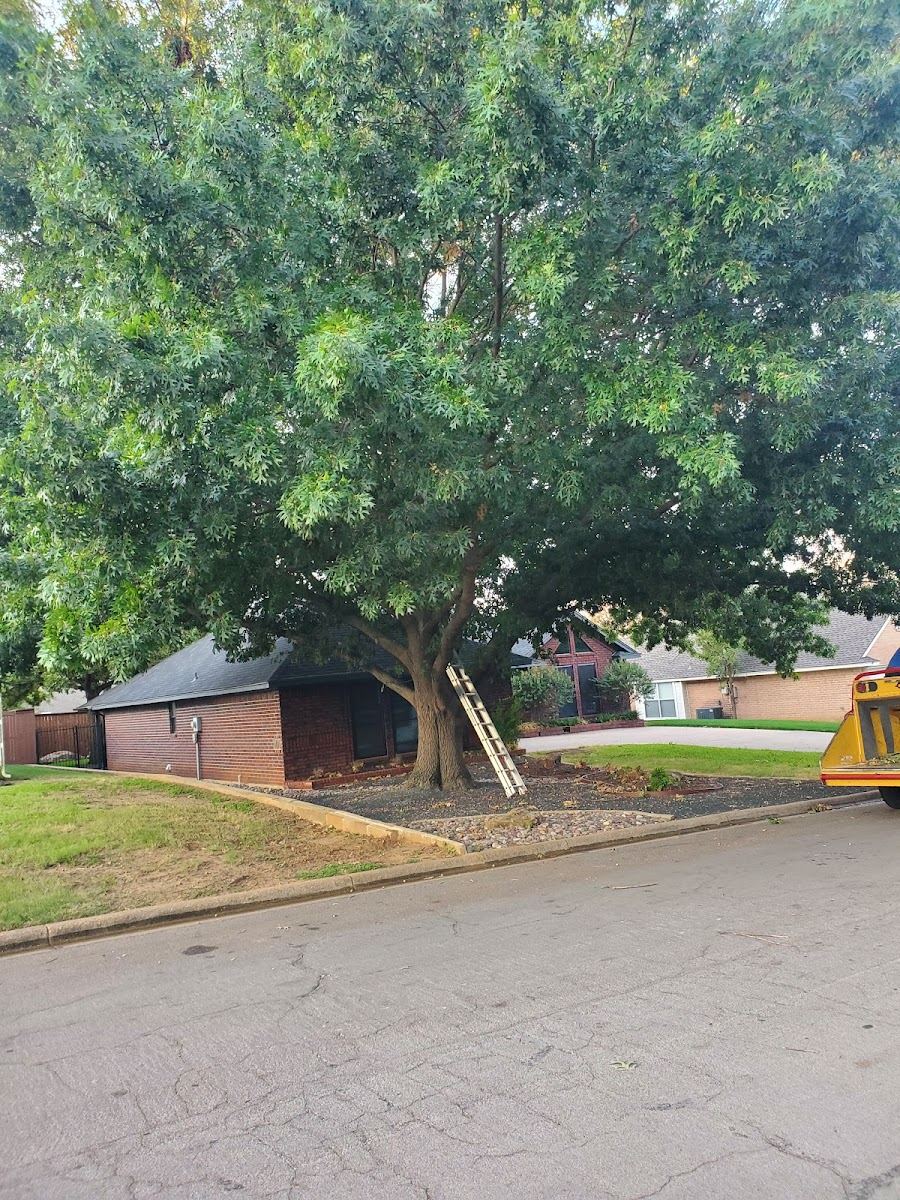 Tree service in Hurst, TX by Sion Tree Service