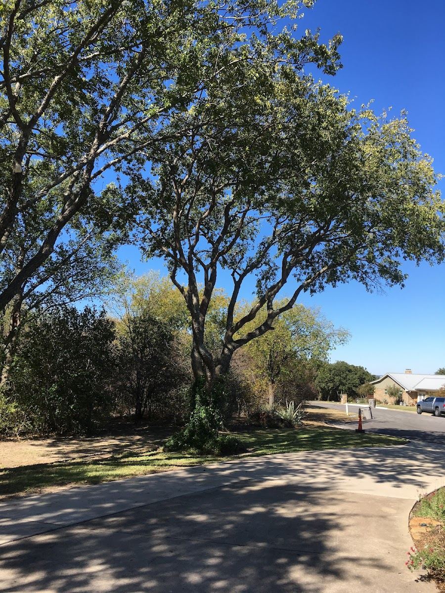 Tree service in Bedford, TX by Sion Tree Service
