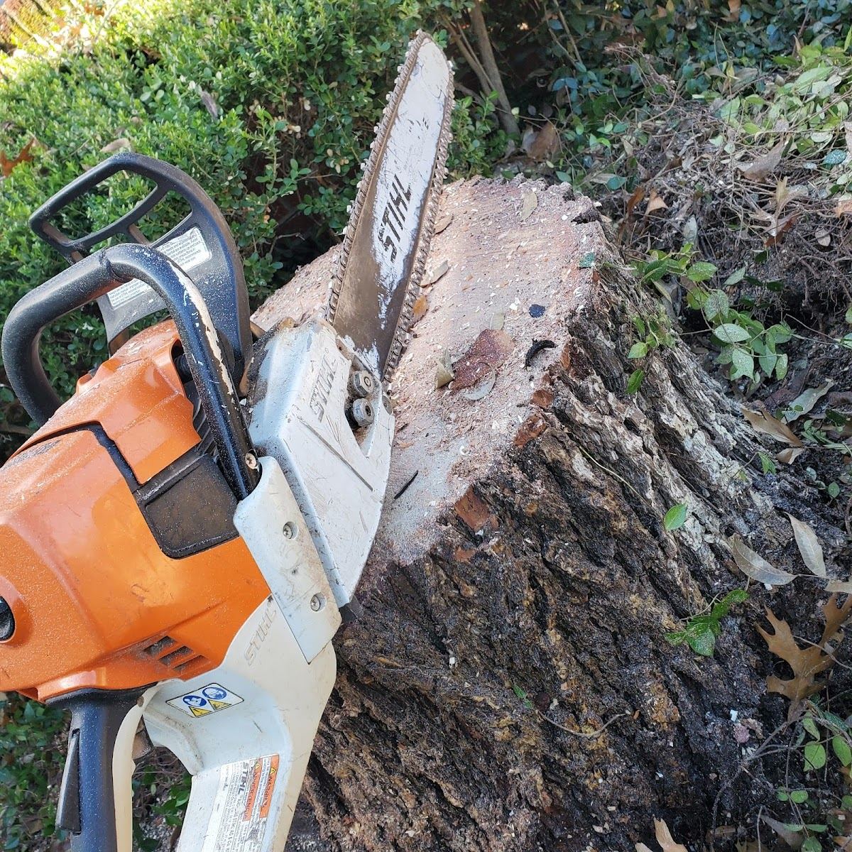 STIHL chainsaw cutting through a freshly felled tree trunk during a removal job