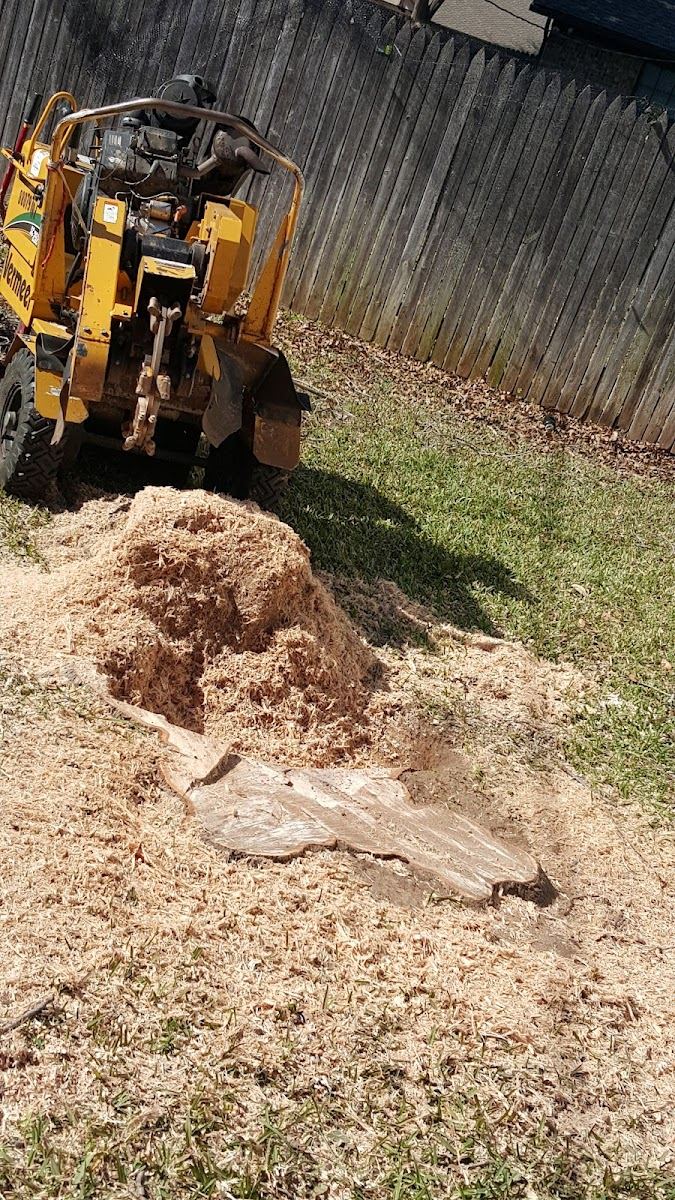 Yellow stump grinder reducing a backyard stump to fresh wood chips in Fort Worth