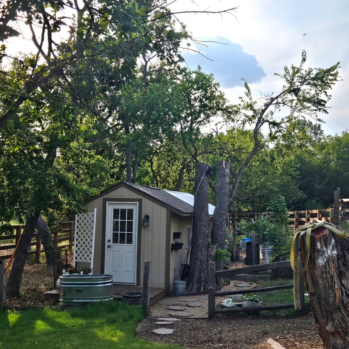 Backyard shed framed by Texas oaks with crowns recently trimmed back for clearance