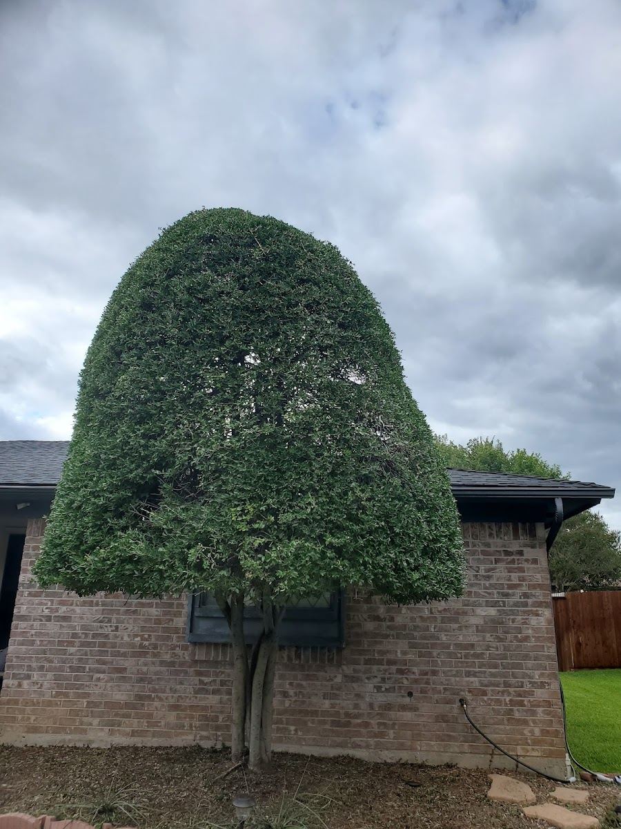 Tree service in Crowley, TX by Sion Tree Service
