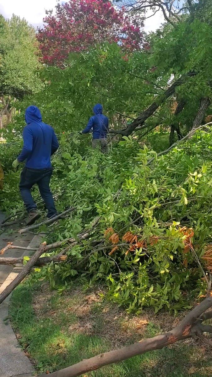 Crew clearing a large fallen tree and broken limbs from a Fort Worth yard