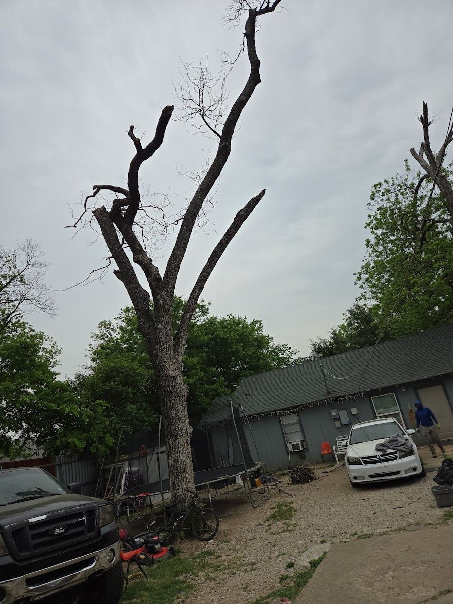 Tree service in Watauga, TX by Sion Tree Service