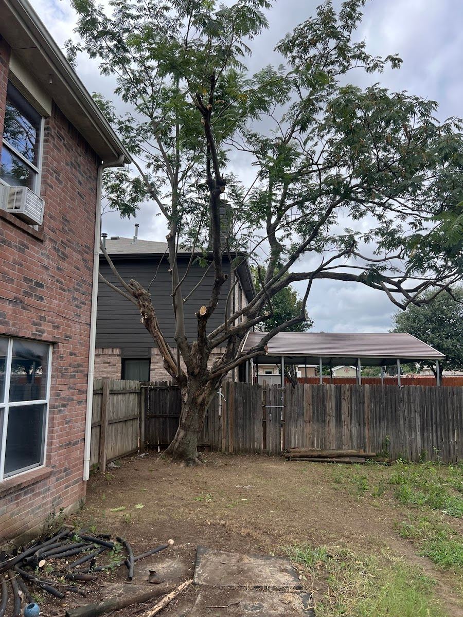 Multi-trunk tree pruned back hard beside a brick Fort Worth home and wooden fence