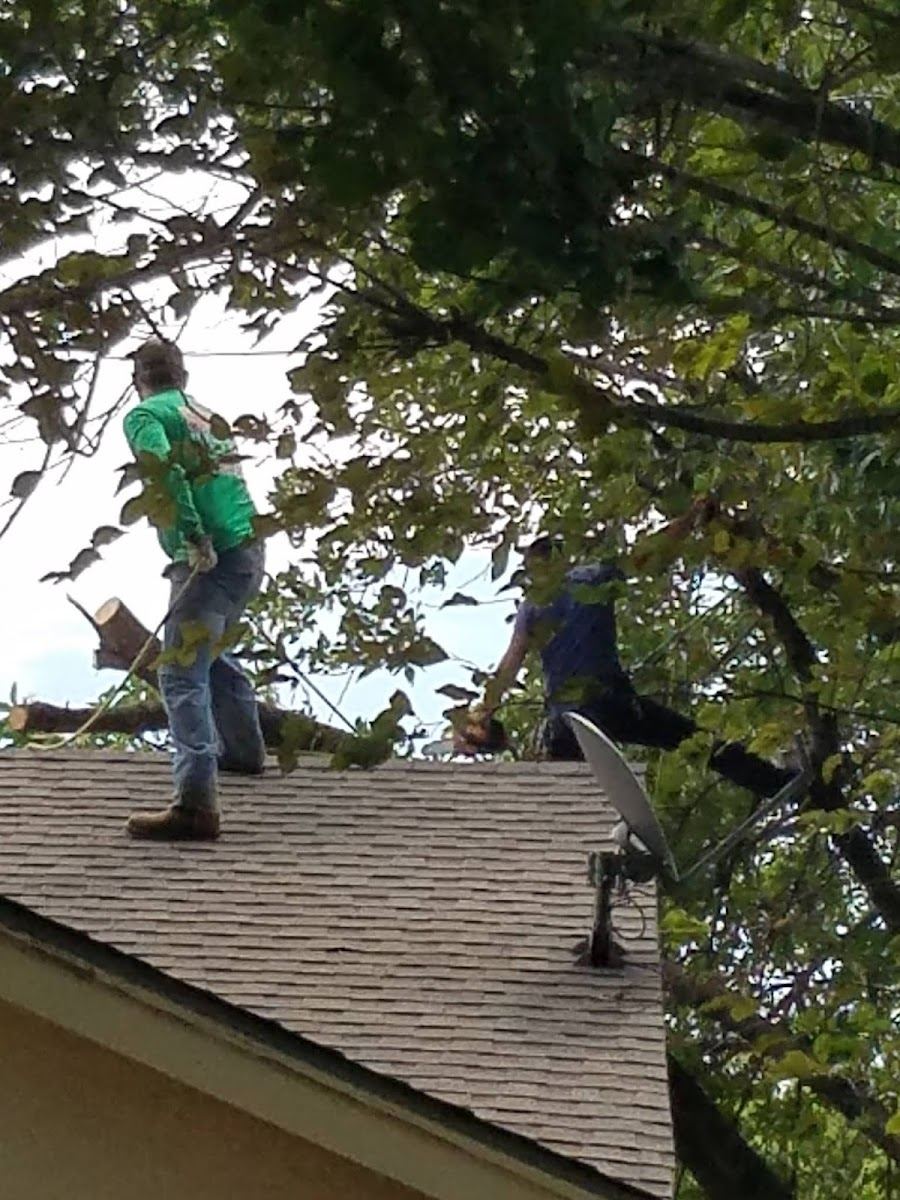 Two crew members on a rooftop cutting overhanging branches away from a Fort Worth home