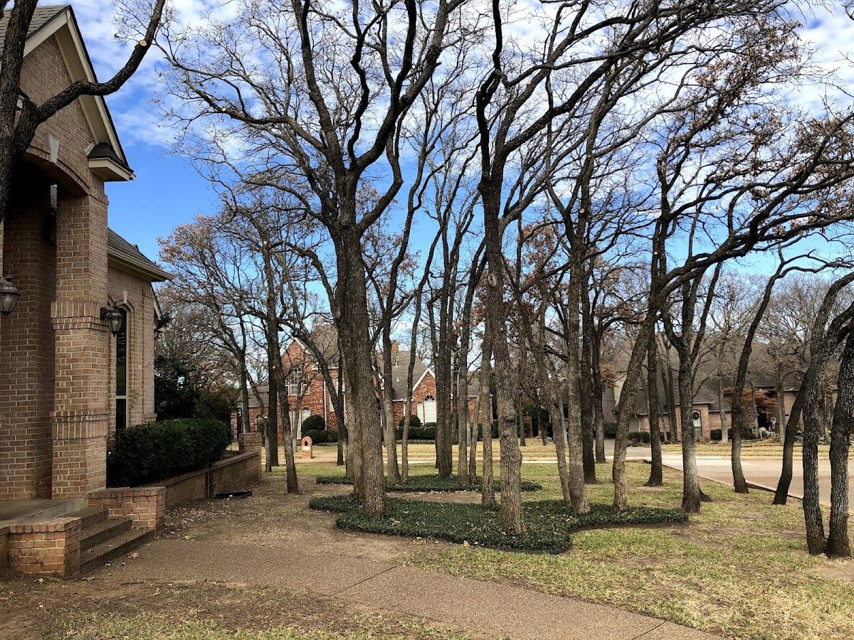 Mature oaks lining a brick home and street in a North Texas neighborhood during winter