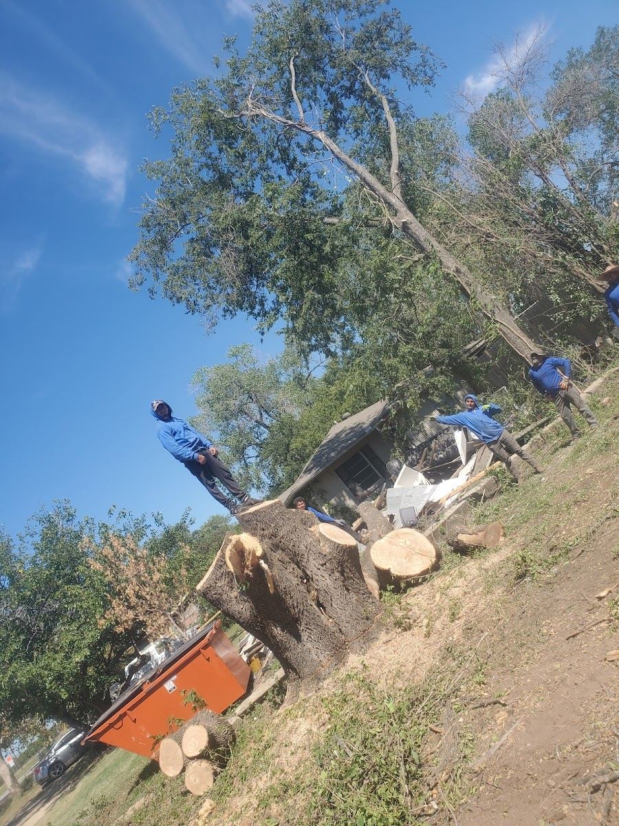 Tree service in Colleyville, TX by Sion Tree Service
