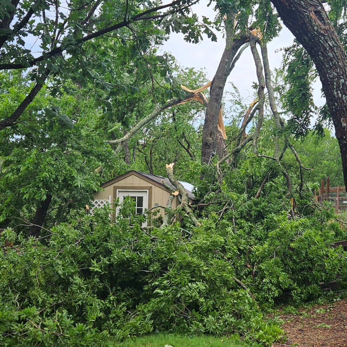 Storm-snapped tree leaning over a shed with downed limbs in a Texas yard