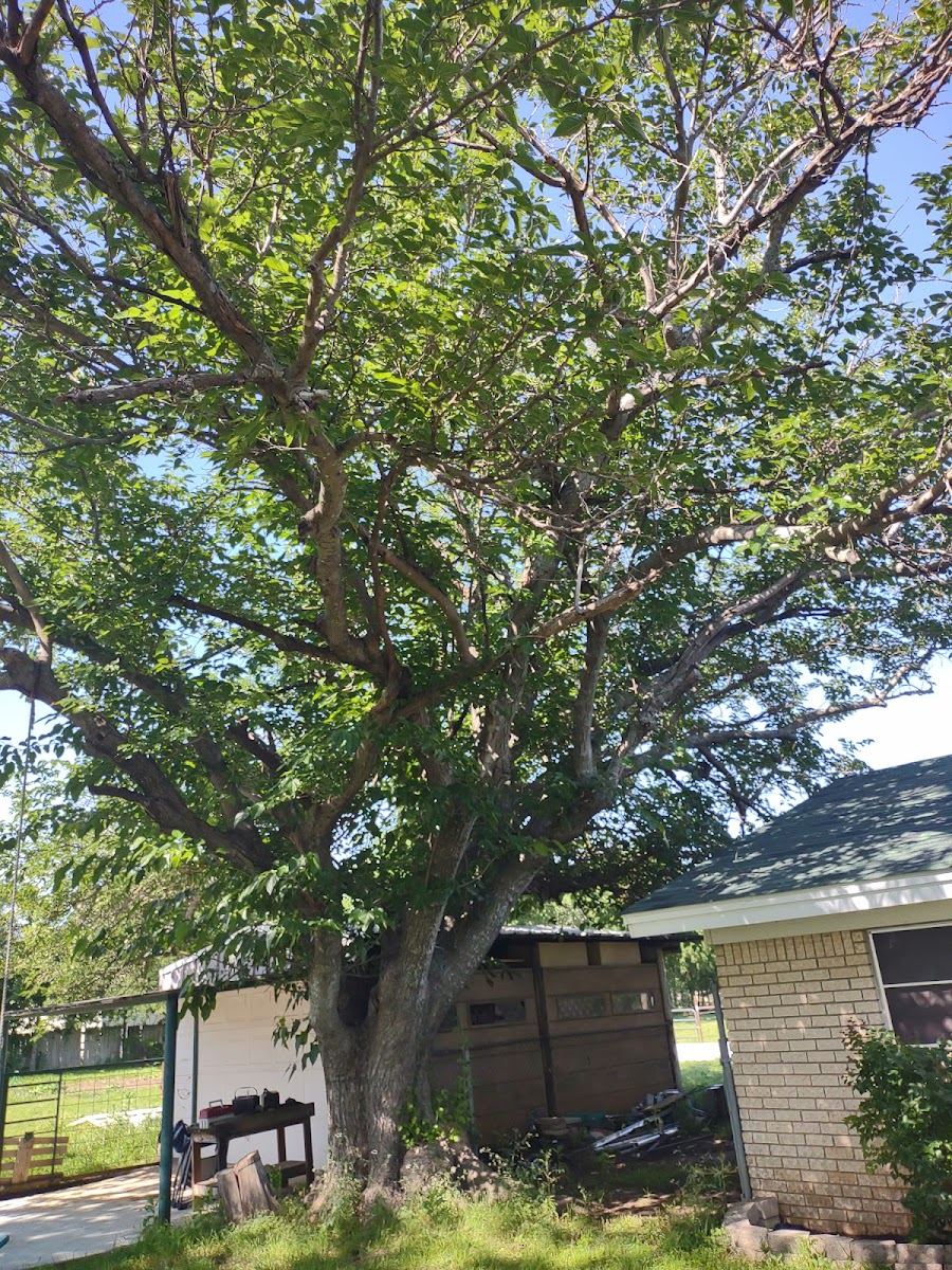 Tree service in White Settlement, TX by Sion Tree Service