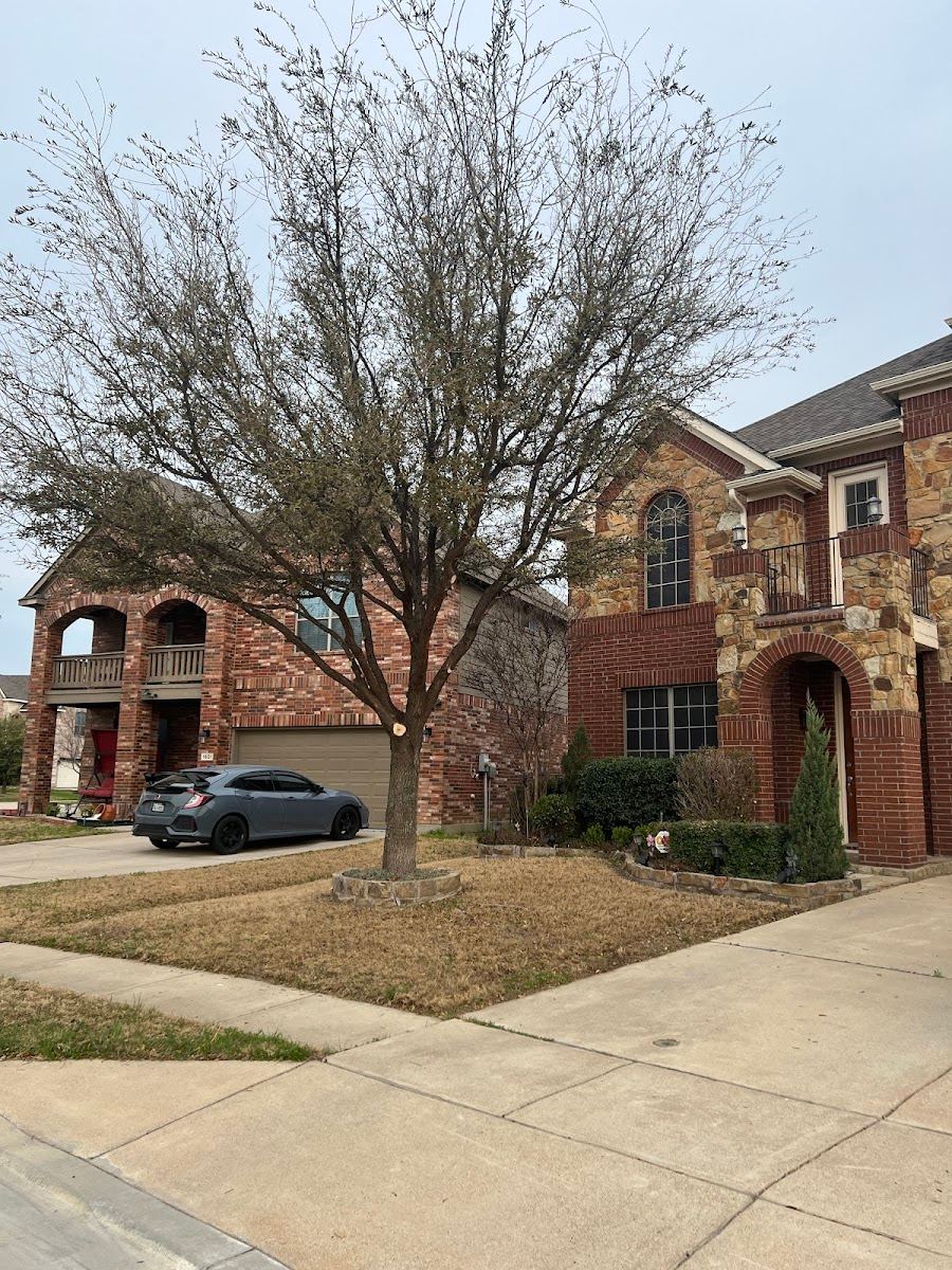 Tree service in River Oaks, TX by Sion Tree Service