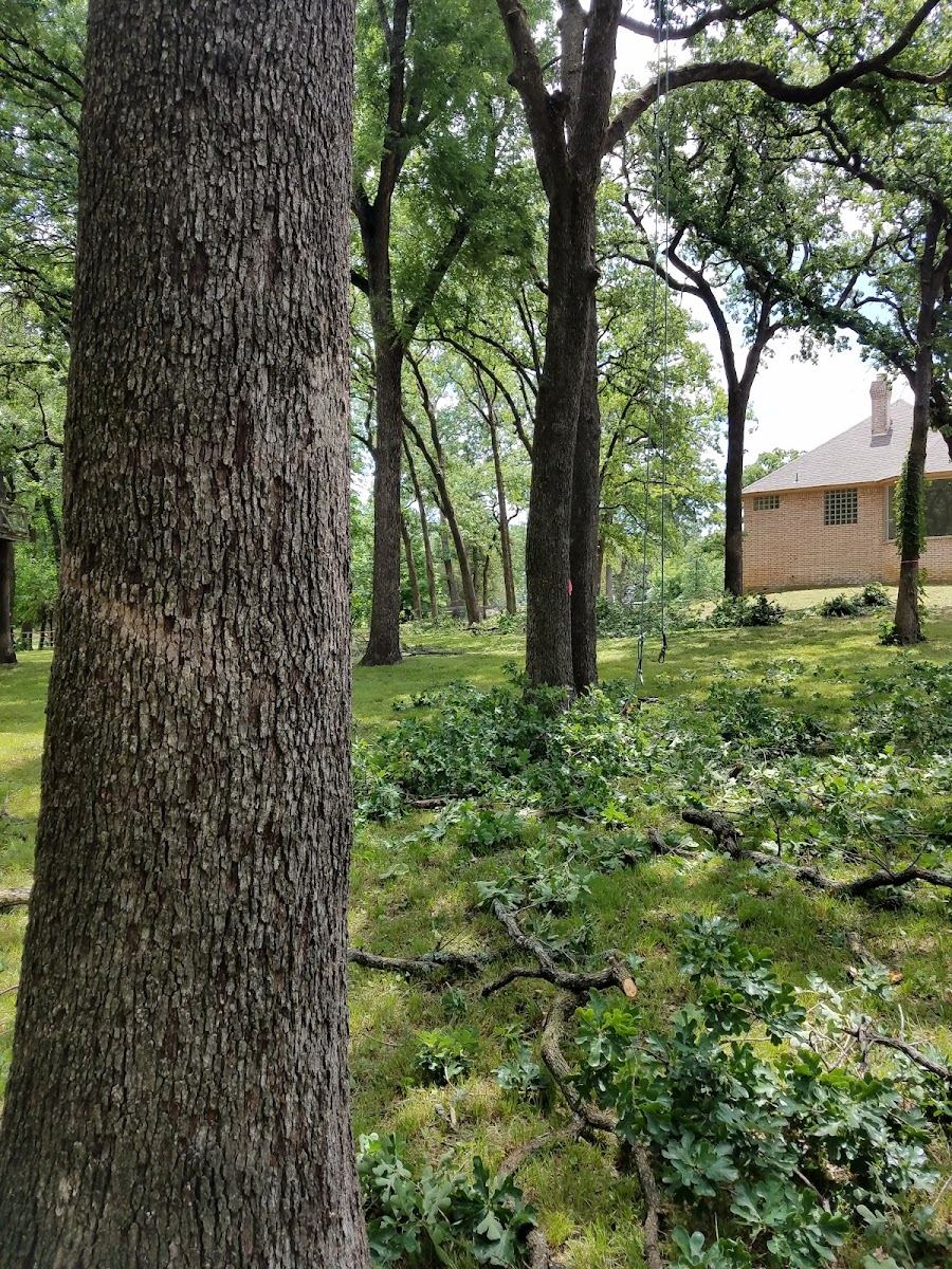 Cut oak limbs and branches gathered across a wooded Texas backyard after trimming