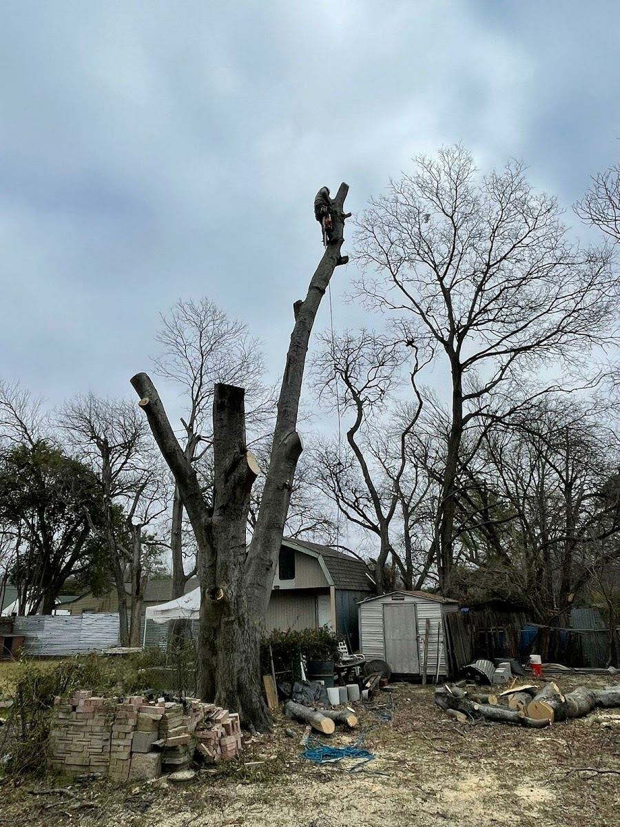 Large tree being topped and sectioned down to the trunk in a Texas yard