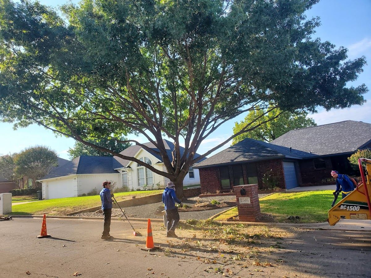 Crew raking debris under a shade tree with a skid steer on a Fort Worth street